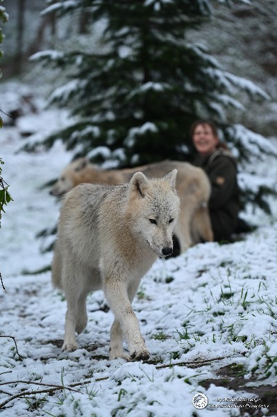 Polarwölfe Arctic wolves Anyu Nova Yuki